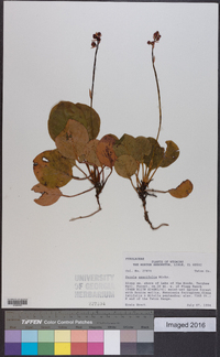 Pyrola asarifolia image