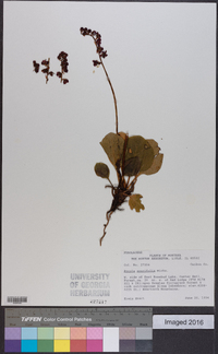 Pyrola asarifolia image