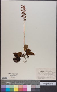 Pyrola asarifolia image