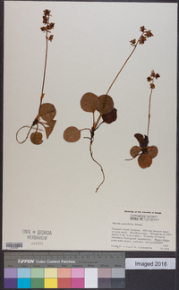 Pyrola asarifolia image