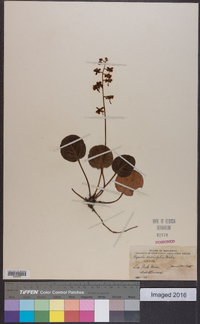 Pyrola asarifolia image