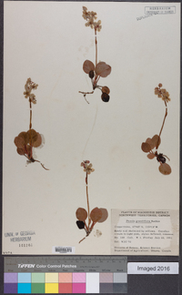 Pyrola grandiflora image