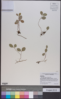 Pyrola minor image