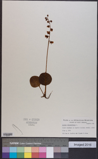 Pyrola rotundifolia image