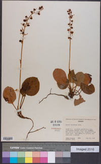 Pyrola bracteata image