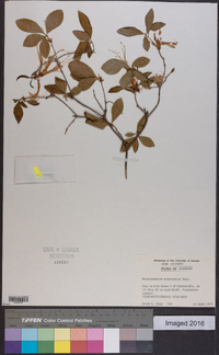 Rhododendron alabamense image