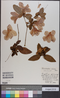 Rhododendron scabrum subsp. amanoi image