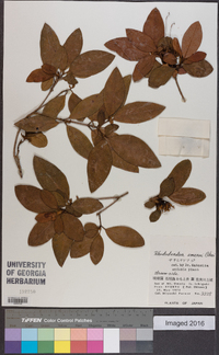 Rhododendron scabrum subsp. amanoi image