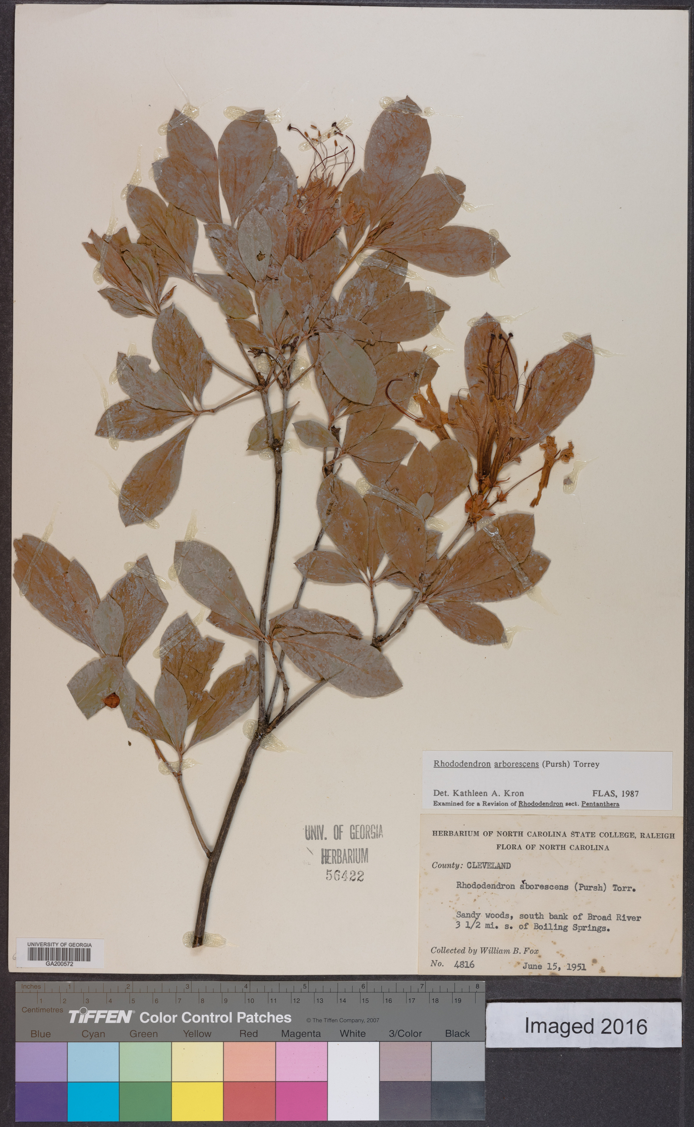 Rhododendron arborescens image