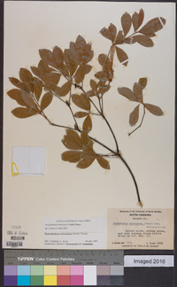 Rhododendron arborescens image