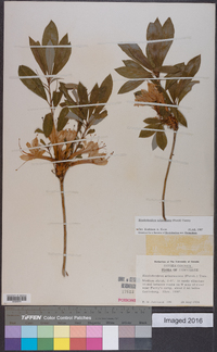 Rhododendron arborescens image