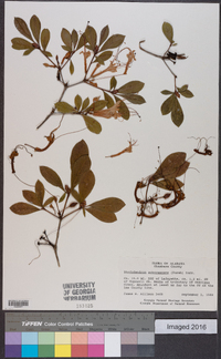 Rhododendron arborescens image