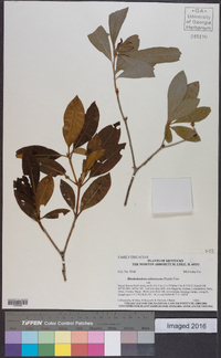 Rhododendron arborescens image