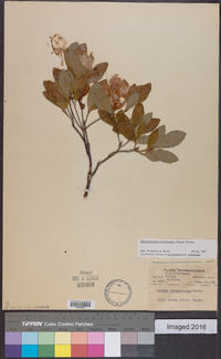 Rhododendron arborescens image