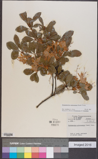 Rhododendron arborescens image