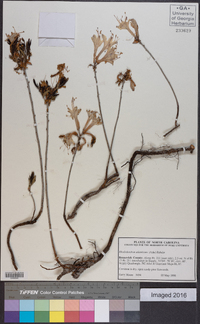 Rhododendron atlanticum image