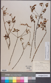 Rhododendron austrinum image