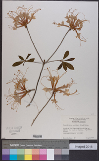 Rhododendron austrinum image