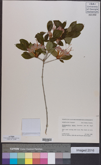 Rhododendron bakeri image