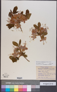 Rhododendron calendulaceum image