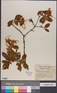 Rhododendron calendulaceum image