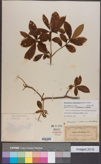 Rhododendron calendulaceum image