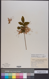 Rhododendron calendulaceum image