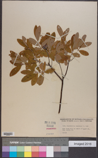 Rhododendron canadense image