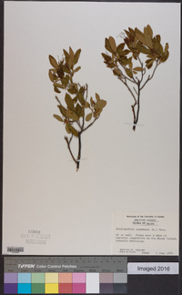 Rhododendron canadense image