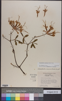 Rhododendron canescens image