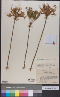 Rhododendron canescens image