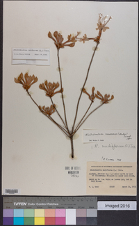 Rhododendron canescens image