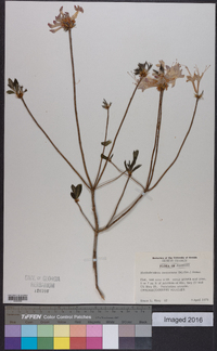 Rhododendron canescens image