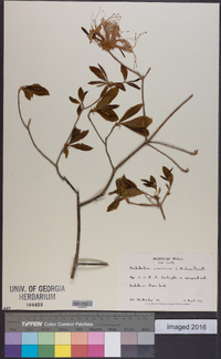 Rhododendron canescens image