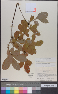 Rhododendron canescens image