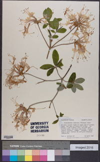 Rhododendron canescens image