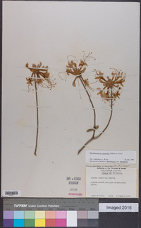 Rhododendron canescens image