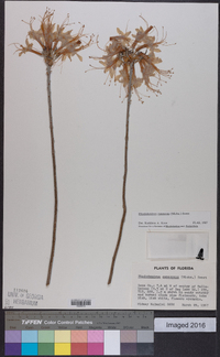 Rhododendron canescens image