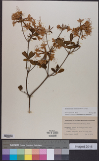 Rhododendron canescens image