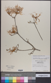 Rhododendron canescens image