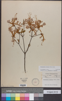 Rhododendron canescens image