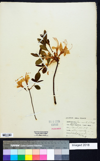 Rhododendron canescens image