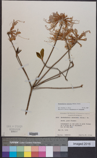 Rhododendron canescens image