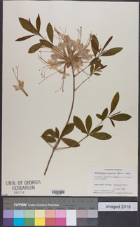 Rhododendron canescens image