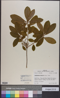 Rhododendron canescens image