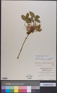 Rhododendron canescens image