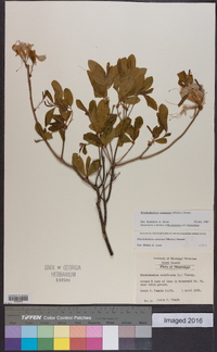 Rhododendron canescens image