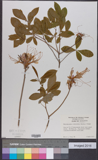 Rhododendron canescens image