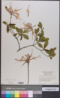 Rhododendron canescens image