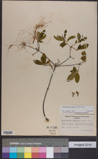 Rhododendron canescens image